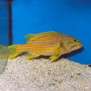The Polleni Grouper, Cephalopholis polleni
