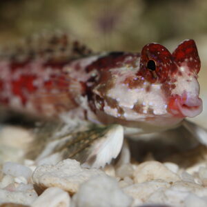 Pink Scooter Blennies, Synchiropus stellatus, in the aquarium