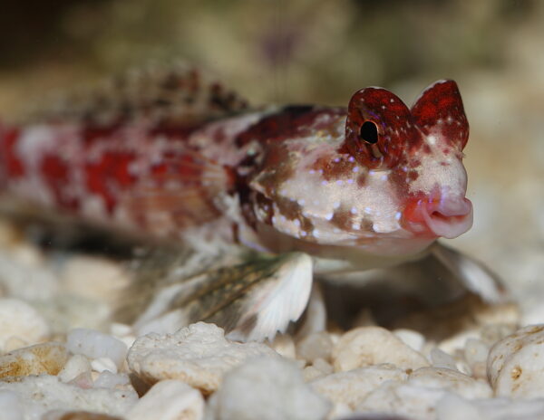 Pink Scooter Blennies, Synchiropus stellatus, in the aquarium