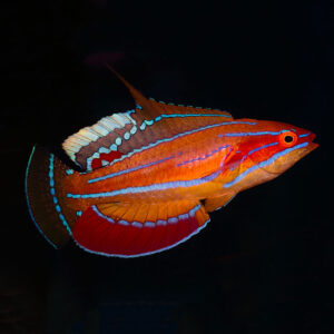 McCosker's Flasher Wrasse, Paracheilinus mccoskeri, are truly stunning fish. 