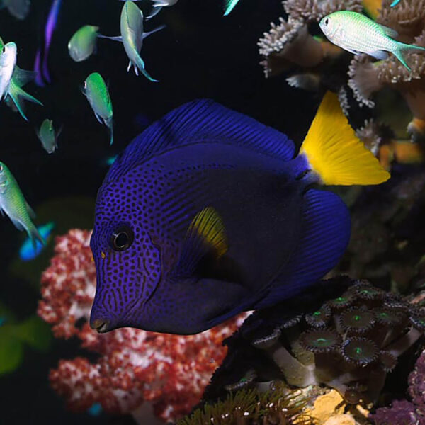 purple tang in a reef tank