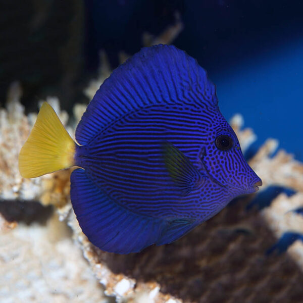 gorgeus purple and yellow tang fish