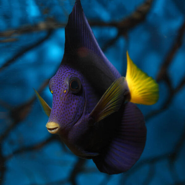 beautifulr purple and yellow tang from the red sea