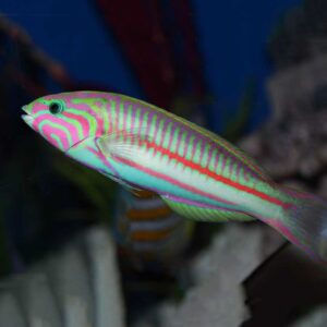 Queen Wrasse, Thalassoma schwanenfeldii,