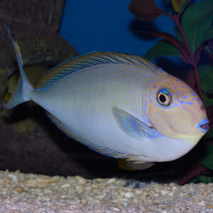 Bluespot Unicorn Naso Tangs, Naso vlamingii, also go by the name Bignose Unicornfish.
