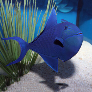 The Redtoothed Niger Trigger, or Odonus niger, in the aquarium