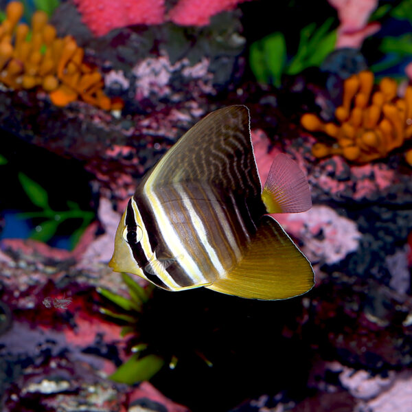 Sailfin Tangs (veliferum Pacific), Zebrasoma veliferum, at the abyss. mjs