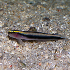 sharknose or gold goby at the abyss. mjs