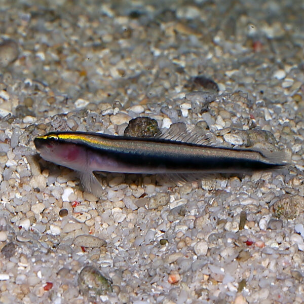 sharknose or gold goby at the abyss. mjs