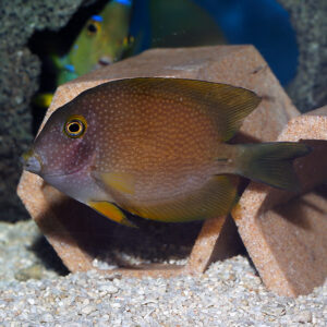 Silver Spot Bristletooth Tangs, Ctenochaetus truncatus, at the abyss mjs