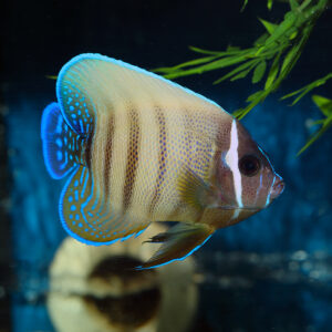 Adult Sixbar Angelfish, Pomacanthus sexstriatus, also go by the name Sixbanded Angelfish or Six Striped Angelfish