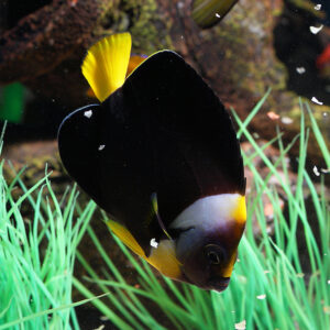 Meredith Angelfish, Chaetodontoplus meredithi, also go by the name Queensland Yellowtail Angelfish.