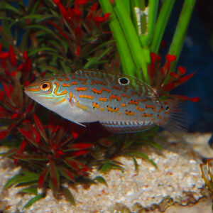 Timor Wrasse, Halichoeres timorensis, are amazing additions to marine tanks, at the abyss mjs
