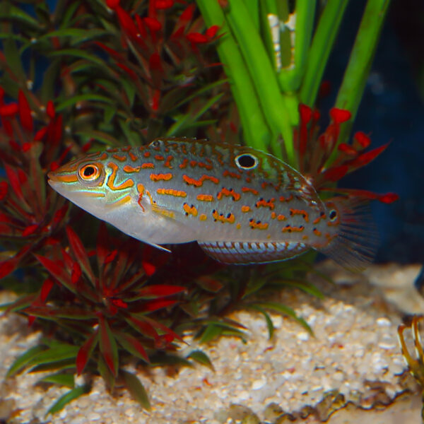 Timor Wrasse, Halichoeres timorensis, are amazing additions to marine tanks, at the abyss mjs