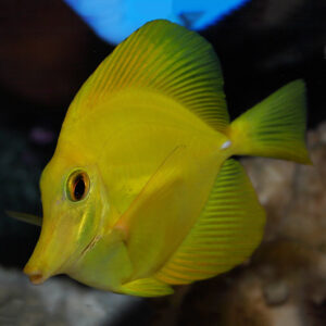 Yellow sailfin tang, yellow tang, Zebrasoma flavescens