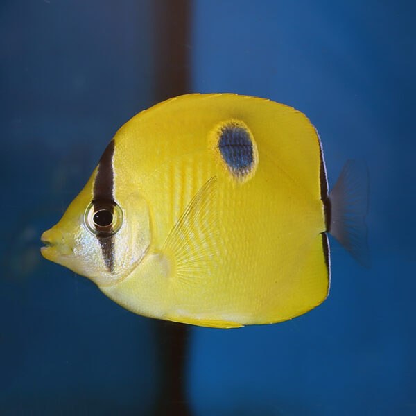 Yellow teardrop butterfly at the abyss