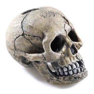 Classic Spooky Skull for aquatics tank