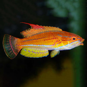 Yellowfin Flasher Wrasse, Paracheilinus flavianalis are a truly dazzling fish.