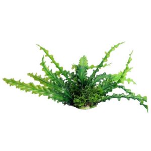 The Aqua One Ecoscape Medium Ruffled Lace Plant Green 28381 is an artificial plant ornament that is a visually captivating addition to your aquarium.