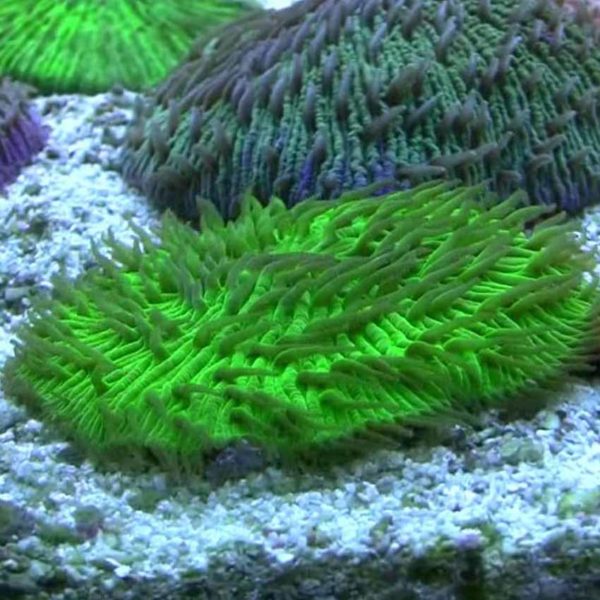 Green Fungia plate corals