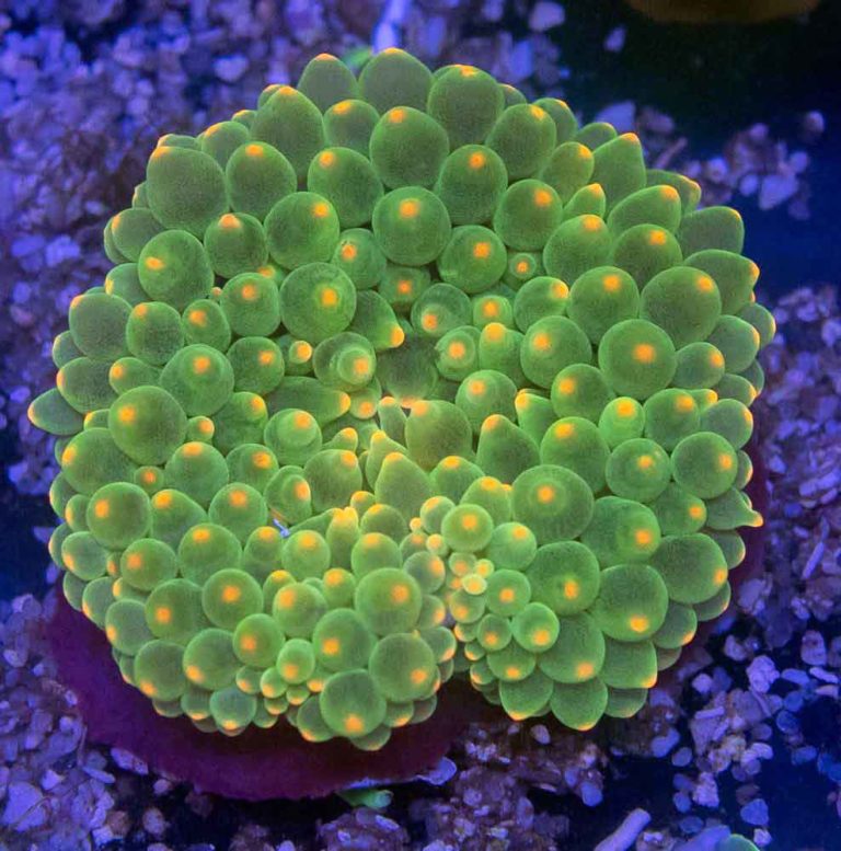 Bubble Anemone Green Orange Tip · Shop Online at Abyss Aquatic Warehouse