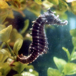 Tank Bred Male Erectus Seahorse, Hippocampus erectus, also go by the name lined seahorse.