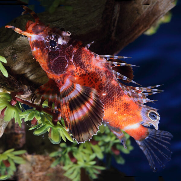 Fu manchu Lionfish resting in the aquarium