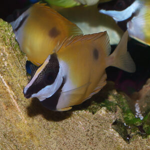 The black spot foxface