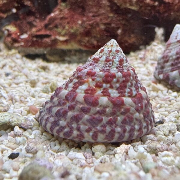 Trochus turbo snail at the abyss