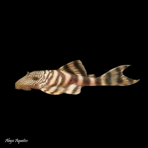 The Iquitos Tiger Pleco L226 has a beautiful orange body with striking markings