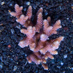Pink Millepora coral