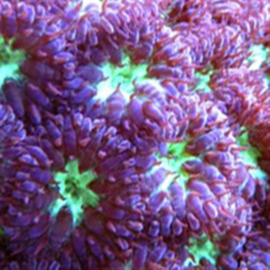 Purple Green Centre Blastomussa
