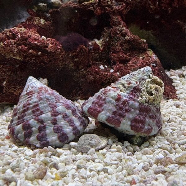 Trochus turbo snail at the abyss