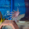 The Radiata Lionfish, Pterois radiata, at the abyss. MJS