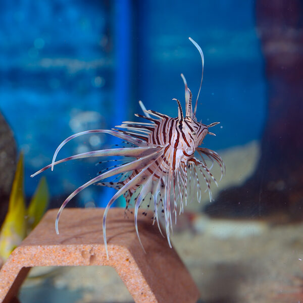 The Radiata Lionfish, Pterois radiata, at the abyss. MJS