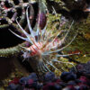 The Volitans Lionfish, Pterois volitans, in the aquarium