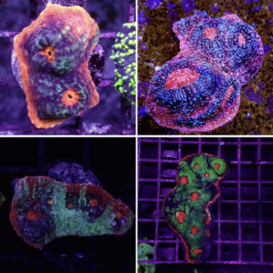 Afterburner Chalice is a spectacular, pink eyed hard coral.