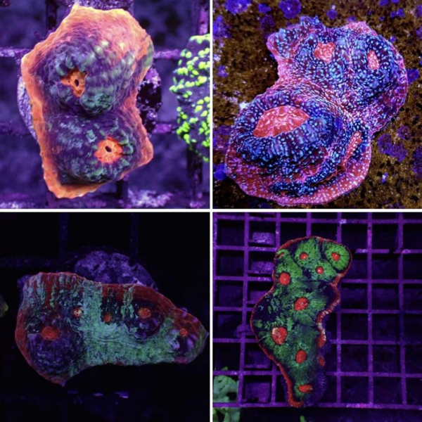 Afterburner Chalice is a spectacular, pink eyed hard coral.