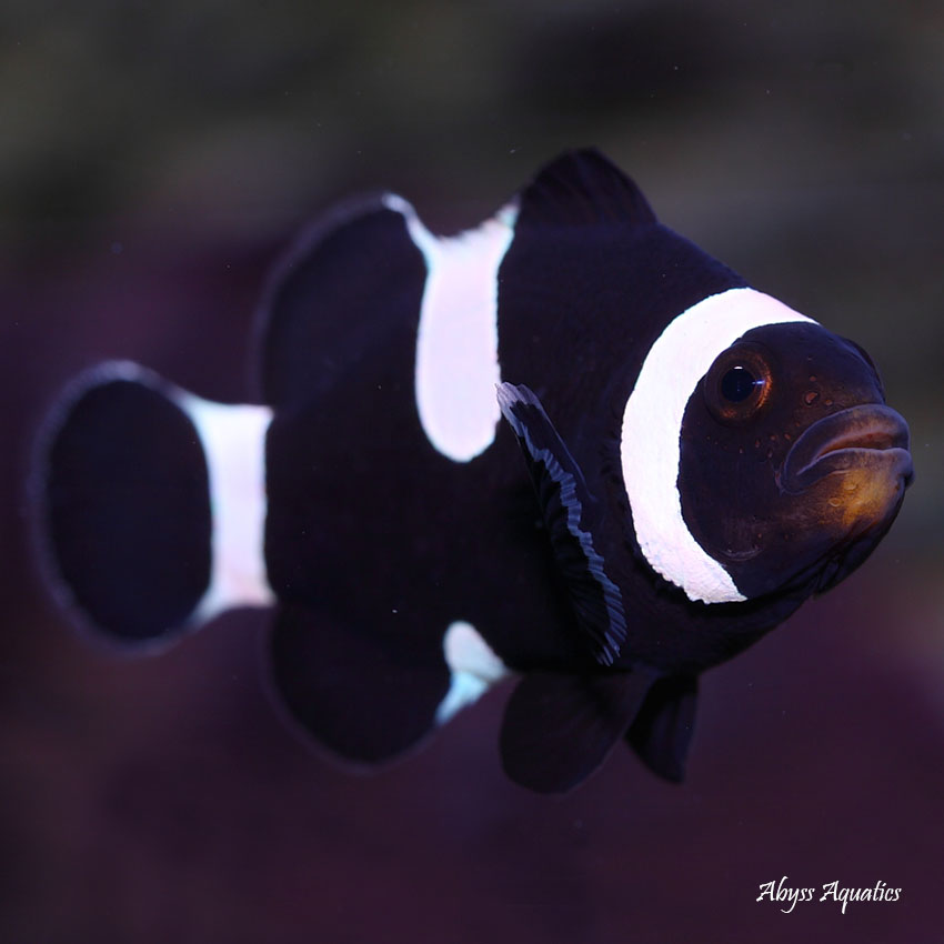 Black and White Clownfish Pair Designer clownfish fromAbyss Aquatics UK Black and White Clownfish Pair Designer clownfish fromAbyss Aquatics UK
