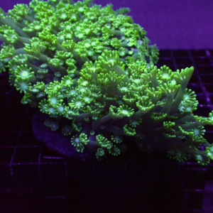 Blue Green Alveopora are stunningly attractive masses of long stem polyps, that strongly resemble a bouquet of flowers.