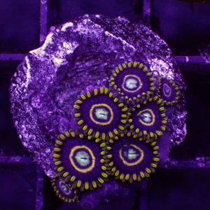 Blue Hornet Zoanthid F2