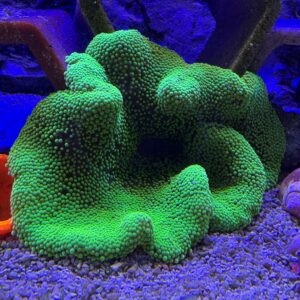 The Flourescent Green Carpet Anemone, scientifically identified as Stichodactyla haddoni, is a captivating marine invertebrate.