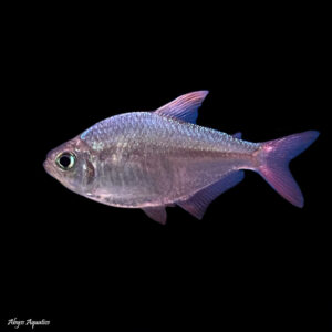 The Colombian Tetra is a relatively small fish, growing up to 5-6 cm in length. It has a sleek, elongated body with a silver-grey base color and a distinct black stripe running horizontally along its side. The stripe is particularly striking in males, who also tend to have more vibrant colors overall. Females are usually slightly larger and have a less pronounced stripe.