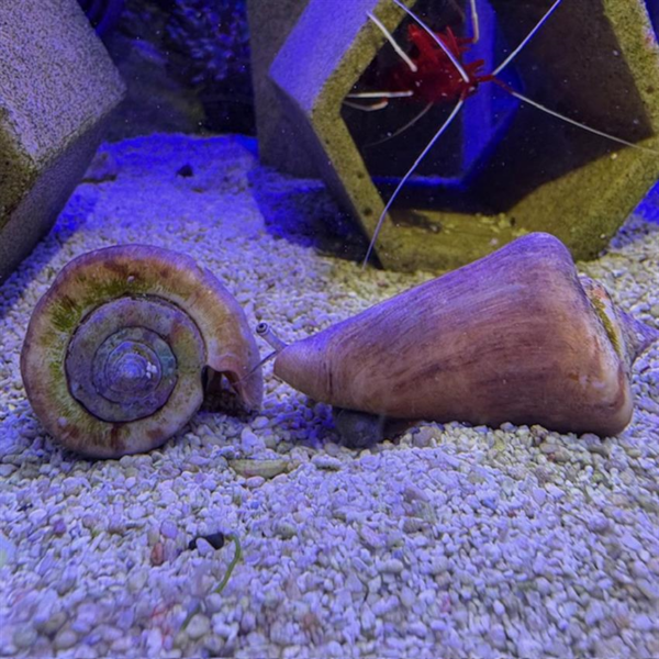 The Strawberry Lipped Conch, also known as: Orange Lip Conch, Sand Tiger Conch, Strawberry Conch, Tiger Conch,