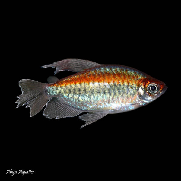 Congo Tetra (Phenacogrammus interruptus) is a beautiful fish that is native to the Congo River basin in Africa. These fish are highly sought after for their stunning colors and peaceful nature, making them a popular choice for both beginner and experienced aquarists.