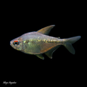 The Diamond Tetra, Moenkhausia pittieri, is a striking and attractive freshwater fish that is popular among aquarium enthusiasts. In terms of appearance, the Diamond Tetra is named for its diamond-shaped scales that shimmer with a metallic silver-blue hue. They have a streamlined body shape and can grow up to 7 centimetres in length. Their fins are transparent with a light yellow or orange coloration, and their eyes are large and dark. These fish have an overall sleek and elegant look that makes them a standout in any aquarium.