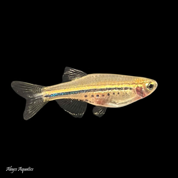 The Dwarf Spotted Danio is a pretty and unusual nano species