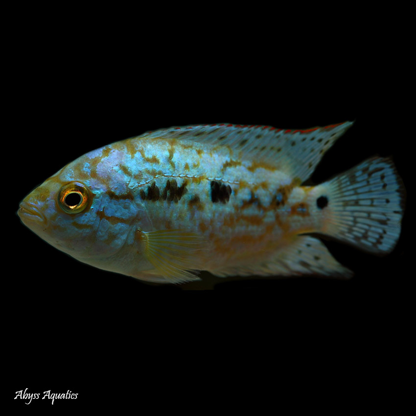 Buy Electric Blue Jack Dempsey Fast, Professional Service