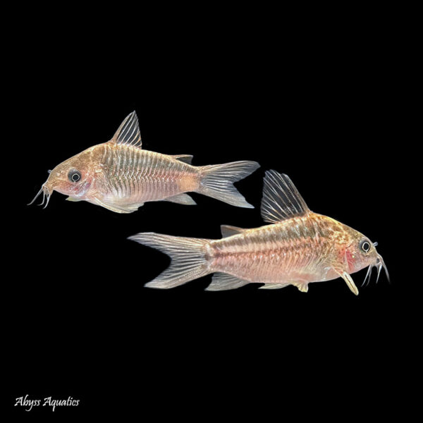 Elegans Corydora are a gregarious and peaceful shoaling species