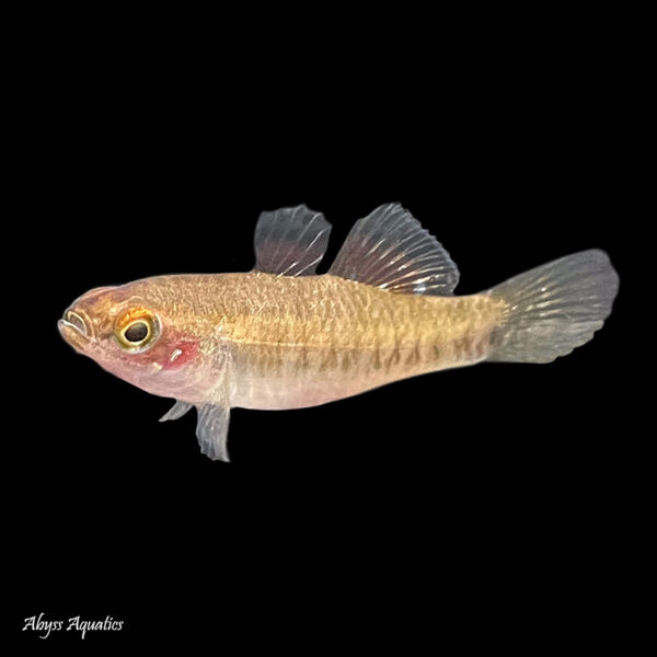 The Empire Gudgeon is an unusual species of fish